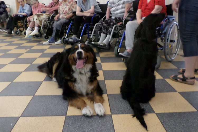 19.07.2019 r. Dogoterapia